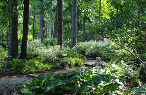 A tranquil garden scene. A path meanders through plants and tall trees. Two benches stand beside the path.