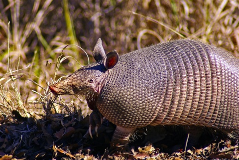 An image of an armadillo on a grassy lawn