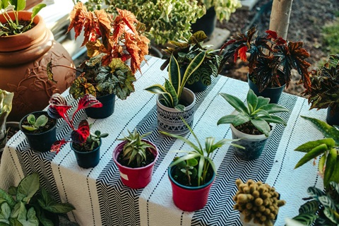 an image of an assortment of house plants on a table with a white tablecloth that has a black geometric design